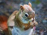 Animals of Eastern Ontario